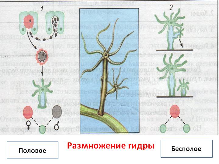 Кракен пользователь не найден что